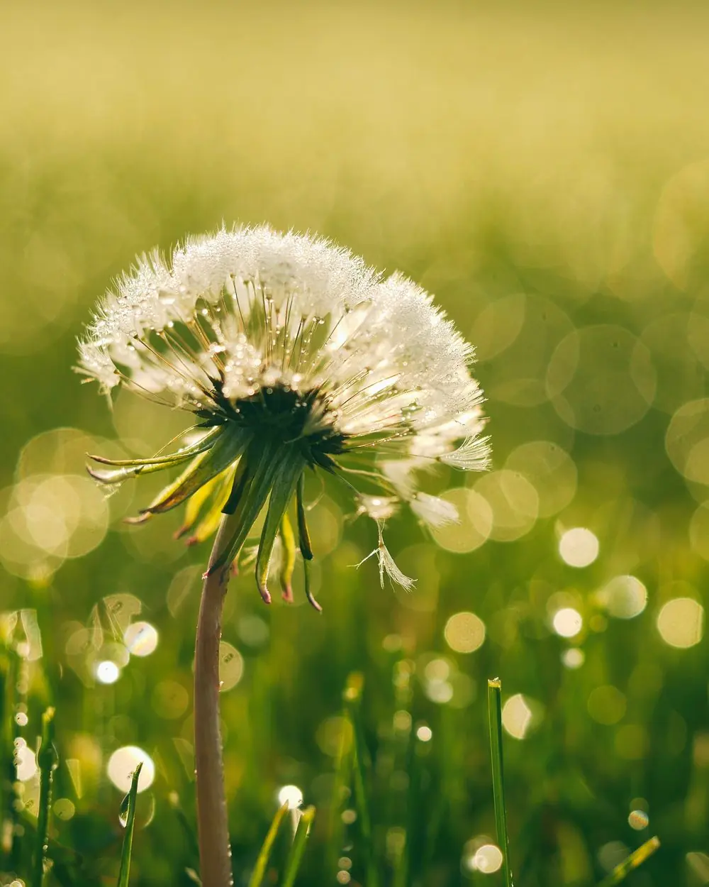 A dandelion clock covered in dew at first light